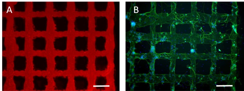 A) Pattern a griglia ottenuto con la soluzione di chitosano. B) Rete neuronale su pattern a griglia a DIV14, marcate con MAP2 (verde), DAPI(blu). Scale bar: 200 µm