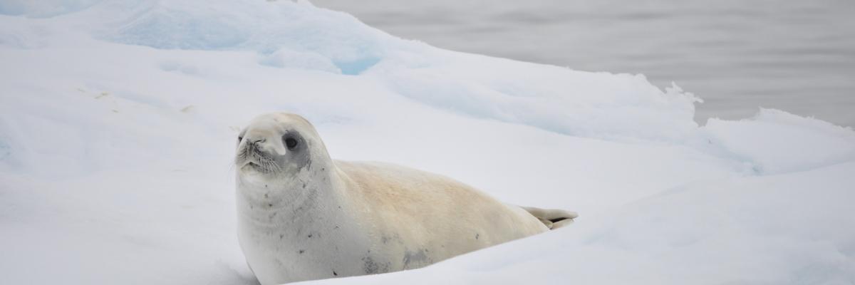 foca antartide