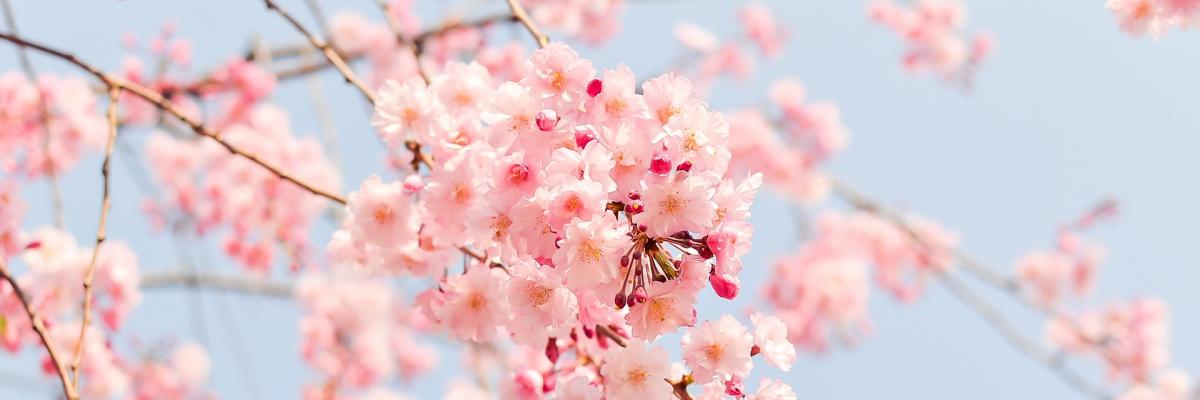 cherry-blossom-tree