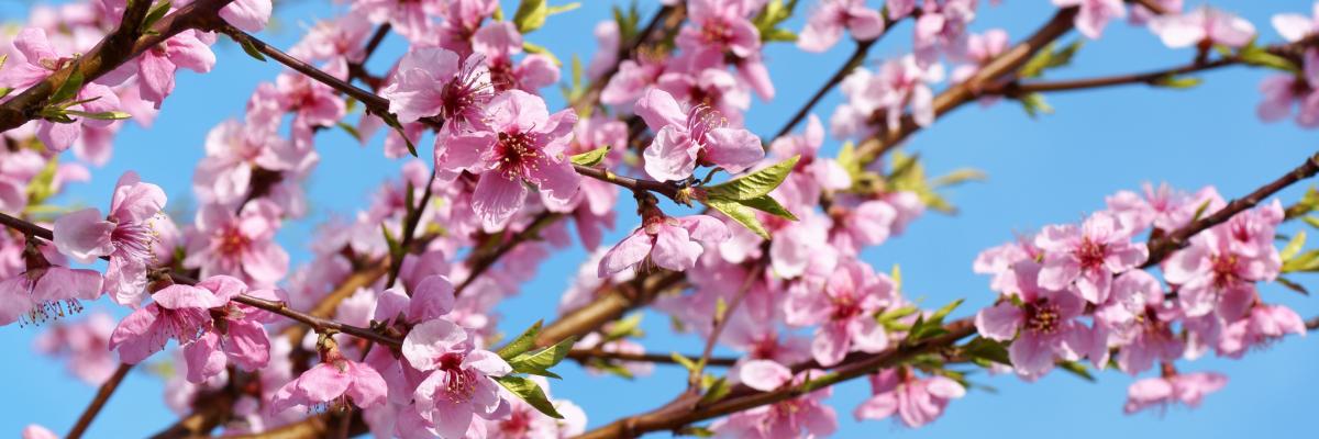 primavera