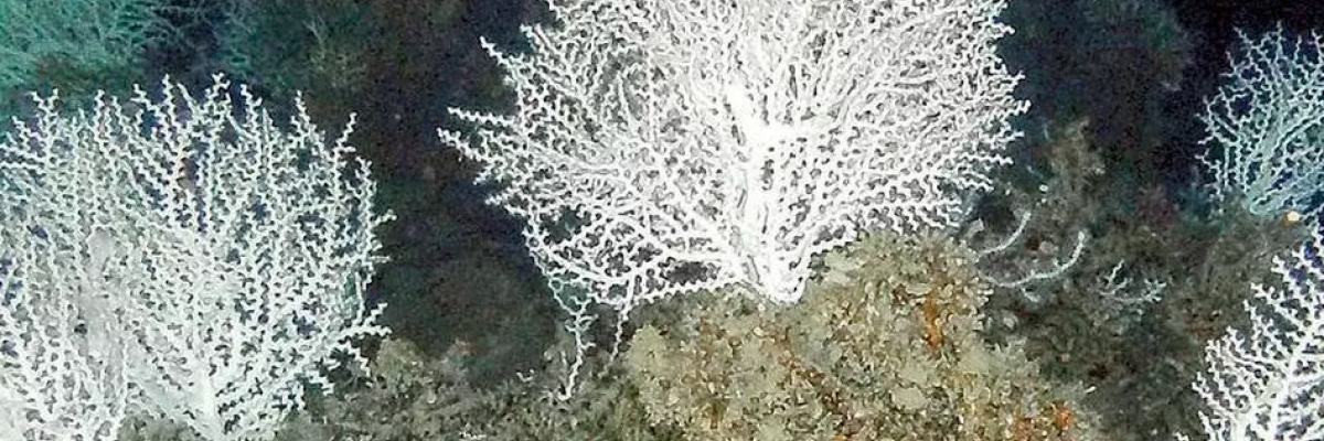 coralli bianchi