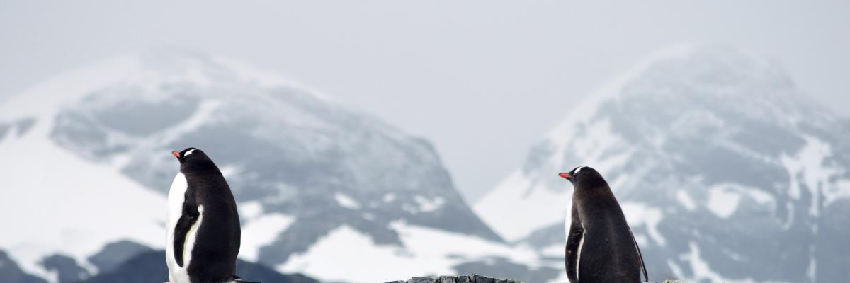 pinguini antartide