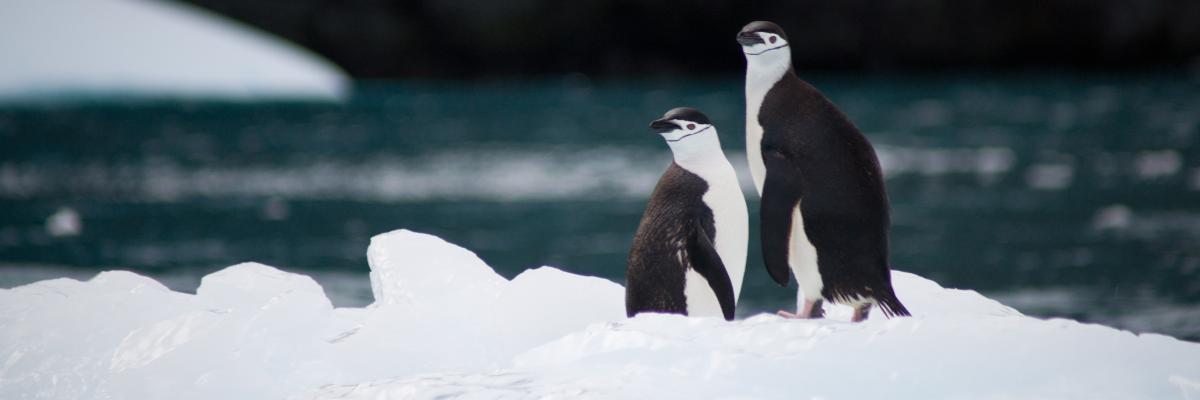 Antartica