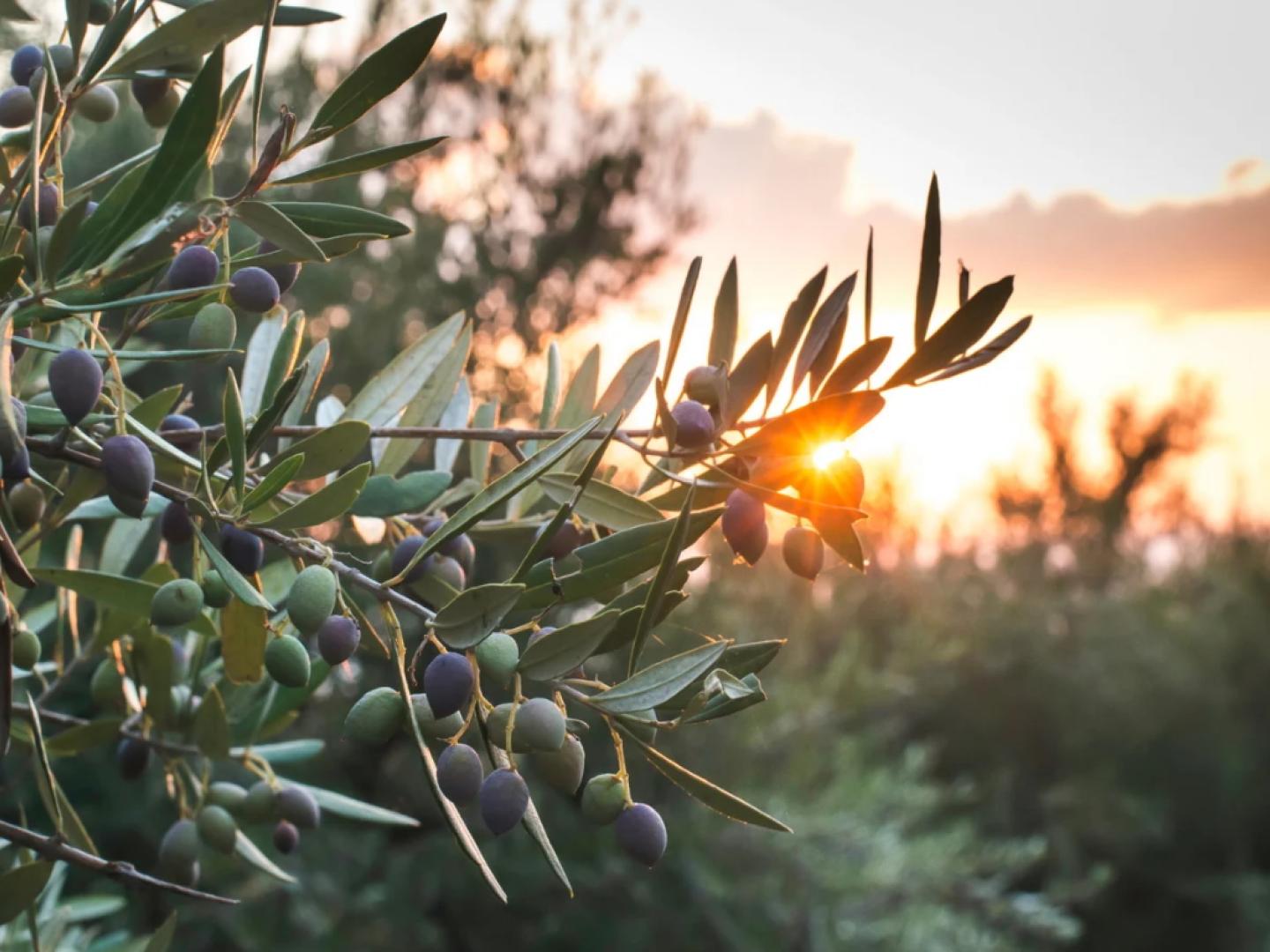 L’olio ligure tra dieta mediterranea, ricerca e sostenibilità